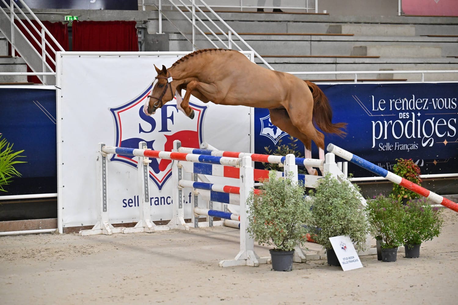Cheval alezan franchissant un obstacle en liberté dans une carrière intérieure, devant les panneaux Selle Français