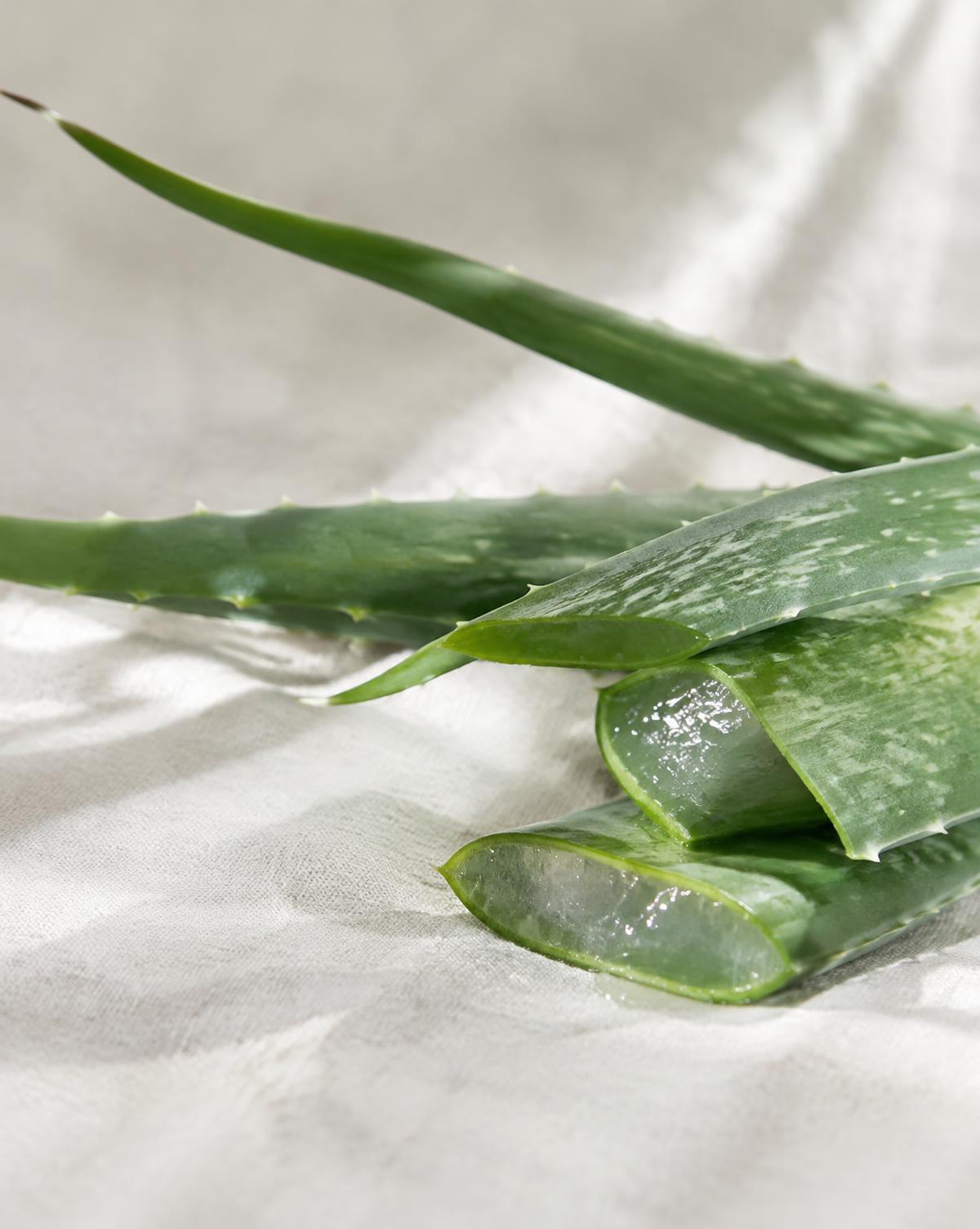 Feuilles d’aloe vera fraîchement coupées
